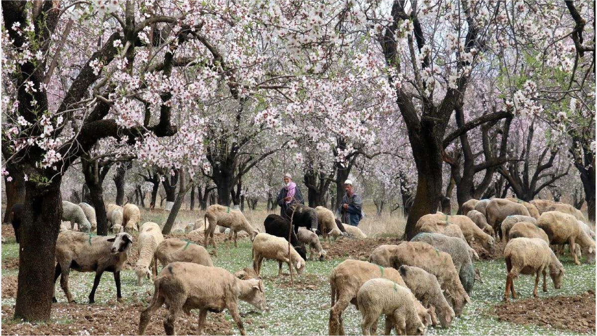 Sheep grazing beneath the almond blossom in an orchard at Tral, Pulwama