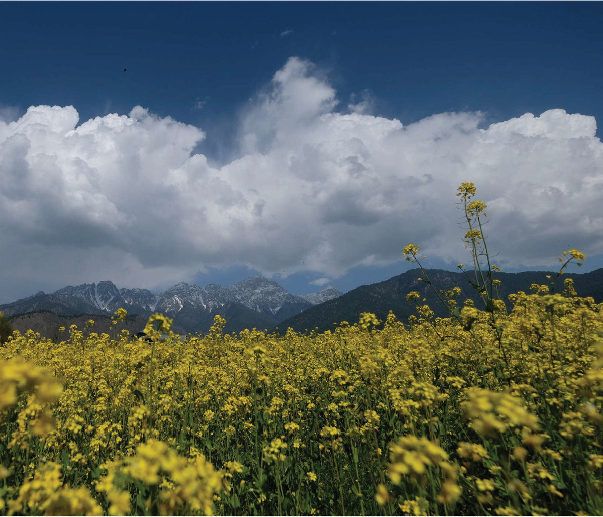 Mustard in flower below the mountains in Jammu & Kashmir