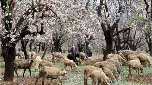 Almond orchards, Tral