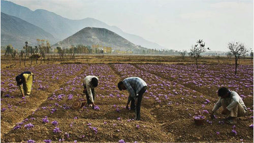 Saffron picking, Pampore