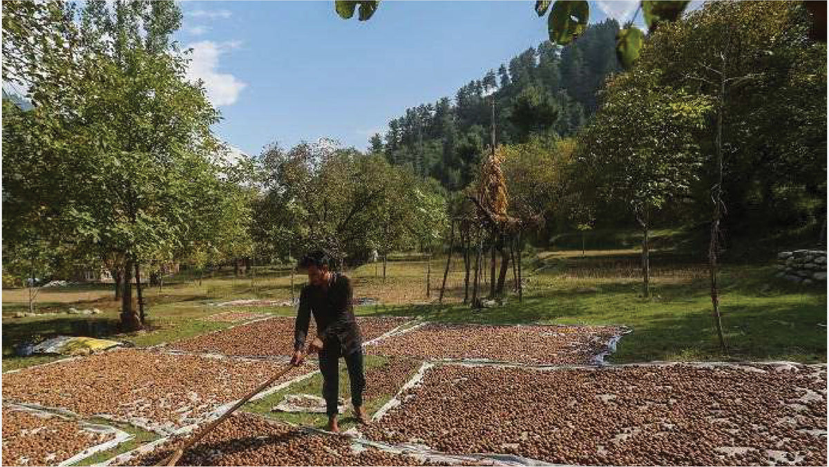 A grower raking walnuts out to dry in a Kupwara orchard