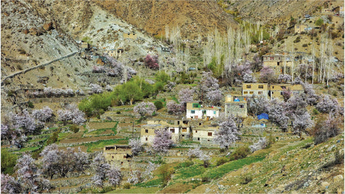 Apricot blossom, Kargil