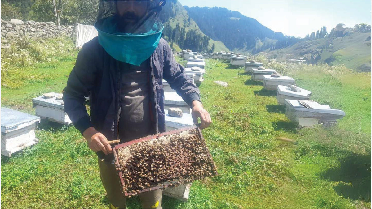 A beekeeper lifting a frame from the hives in a Himalayan meadow