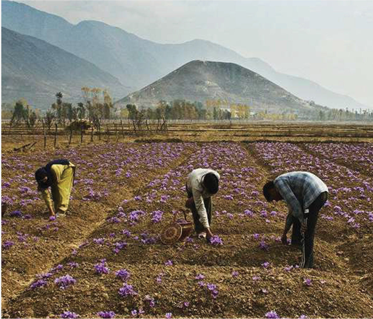Pickers gathering saffron crocus by hand in the fields at Pampore, Kashmir